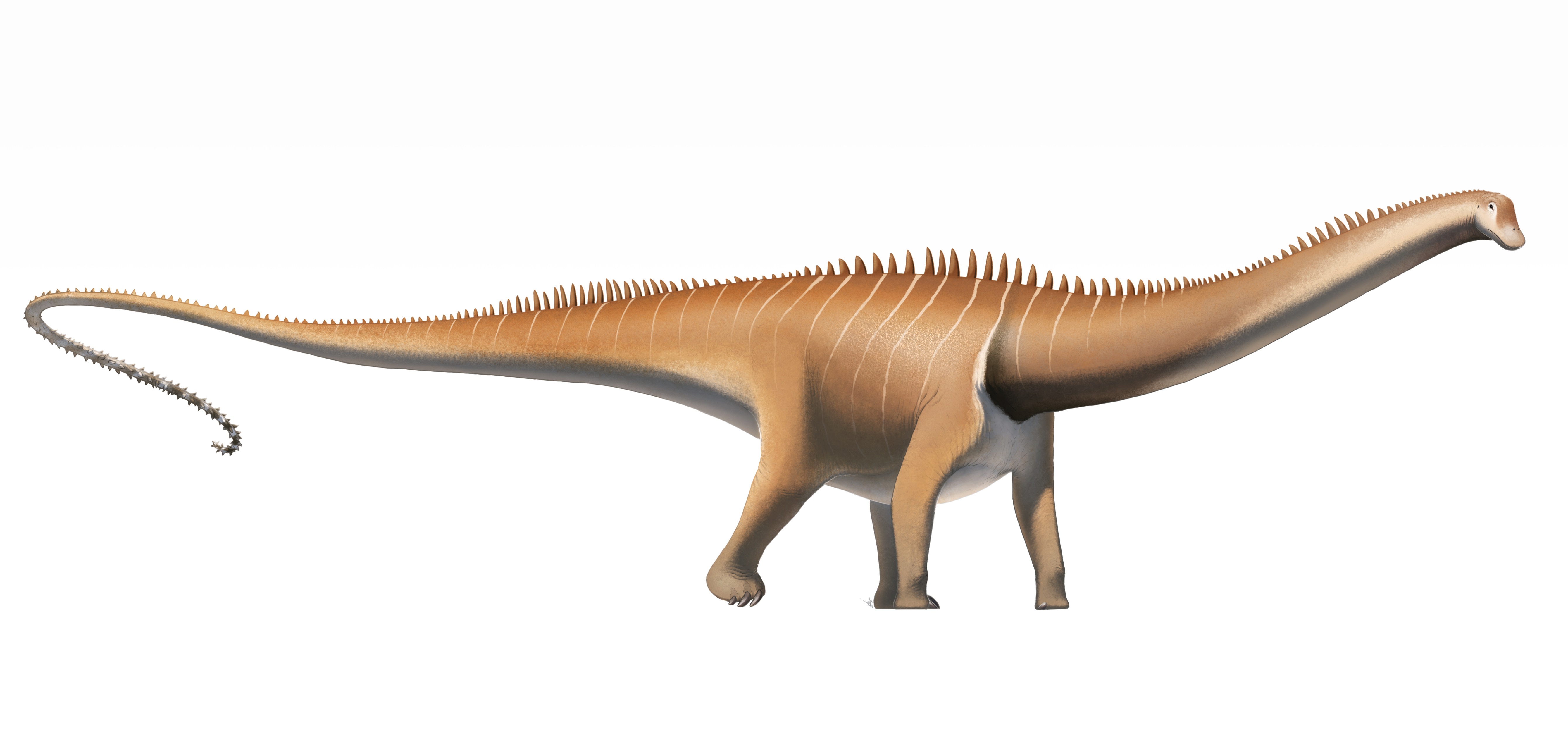 Diplodocus_carnegii_flipped.jpg